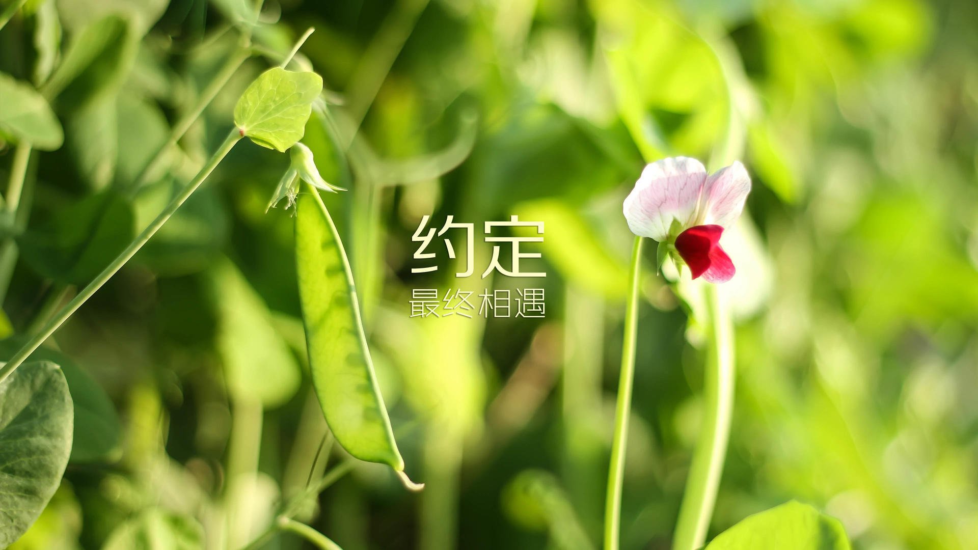 _网球马戏秀：娱乐与运动的跨界融合_，match网球
