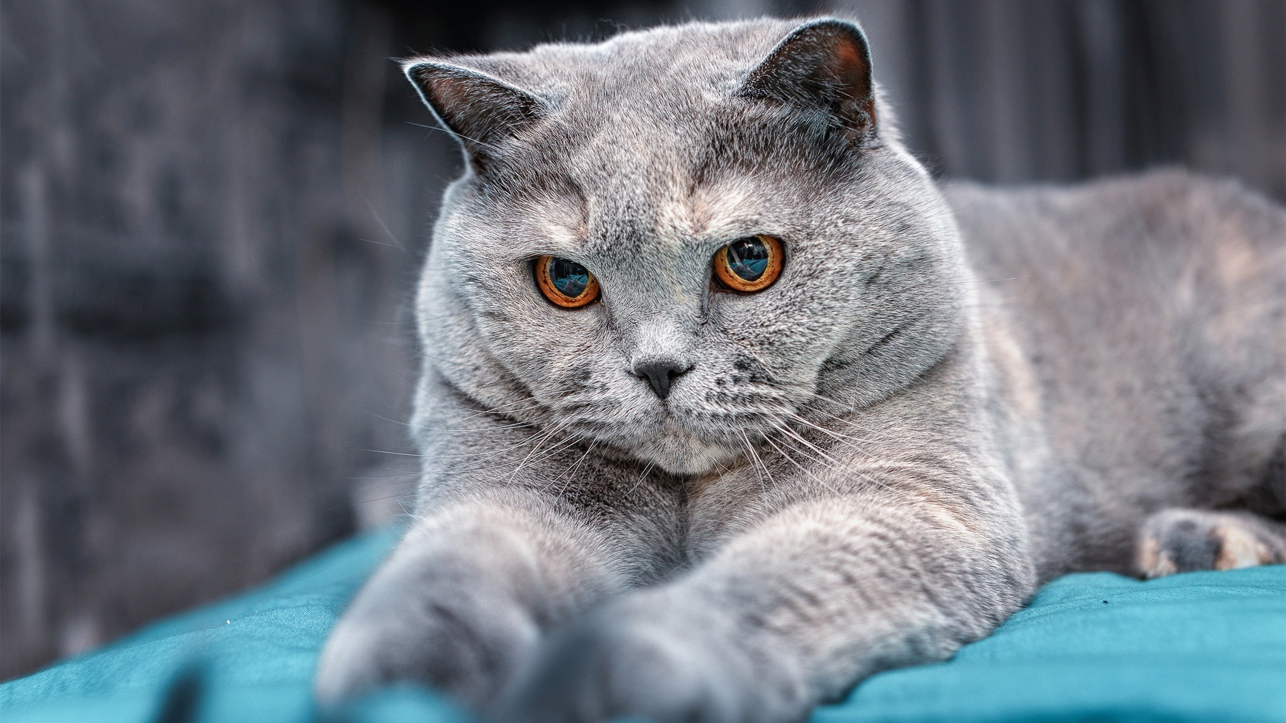 英超青训采用虚拟现实技术强化战术理解与应变能力，英超试训