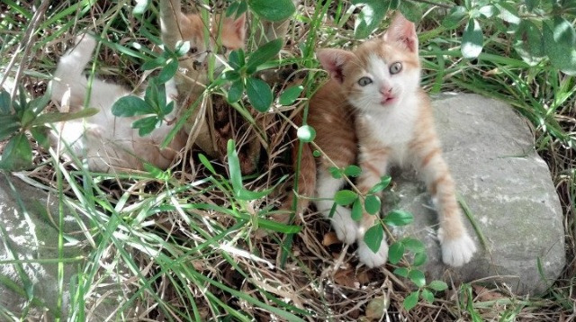 西甲青训心理韧性培养对球员稳定表现的影响，西甲青训心理韧性培养对球员稳定表现的影响有哪些