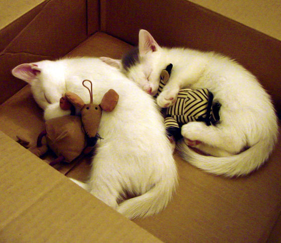 高校体育教学科研一体化发展模式探索，高校体育课程建设