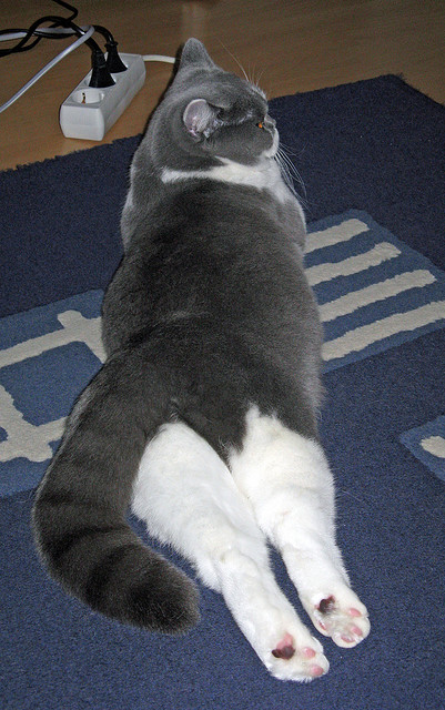 世俱杯2025-2023年乒乓球世界杯即将开赛，赛事热点分析，乒乓球世界杯2023在哪