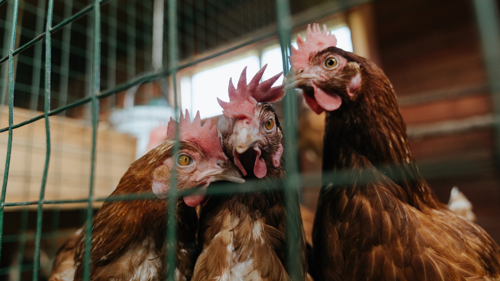 CBA联盟加快推进智能化赛事运营体系，cba联赛竞赛方案