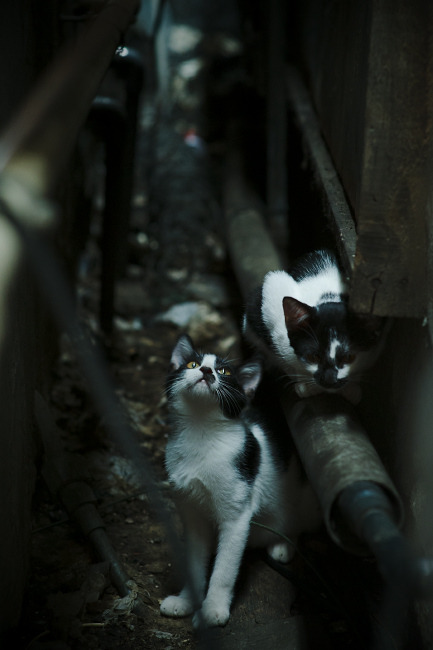 AC米兰战术压迫激发整体活力，ac米兰战术板