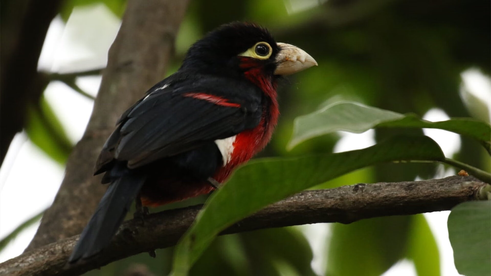 国家队集训周期不利球员恢复，国家队集训有工资吗