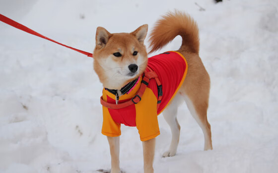 国家队备战资源分配不均，国家队备战保障产品